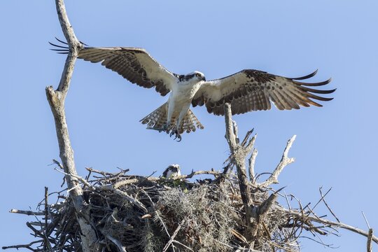 Osprey (Pandion haliaetus carolinensis), above nest with outstretched wings, with fledgling, Florida, USA