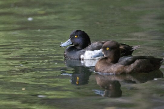 Aythya fuligula, heron duck, tufted duck, anatidae, birds, couple, ducks, duck birds, female, male, male, couple, birds, waterbirds, waterbirds, female