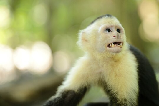 White-headed or White-faced Capuchin (Cebus capucinus), Manuel Antonio National Park, Costa Rica, Central America