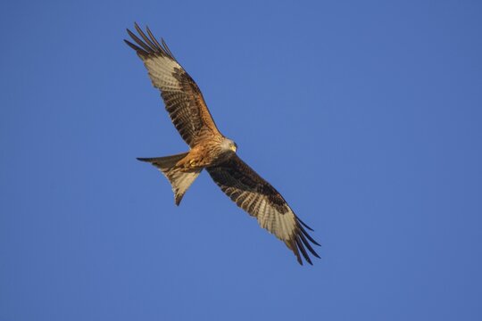 Bird of prey, red kite (Milvus milvus) flying majestically against a clear blue sky, Baden-W&uuml;rttemberg, Germany