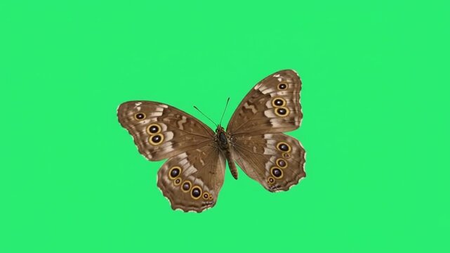 Mitchell s satyr butterfly on green screen background.