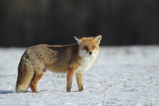 Red fox (Vulpes vulpes) in the snow, Allg&auml;u, Bavaria, Germany