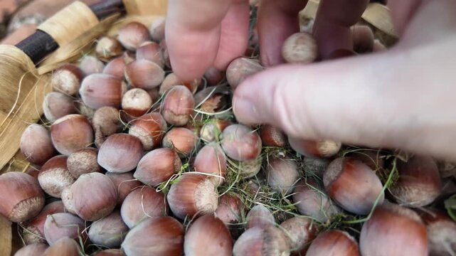 Hand selecting fresh hazelnuts in a basket