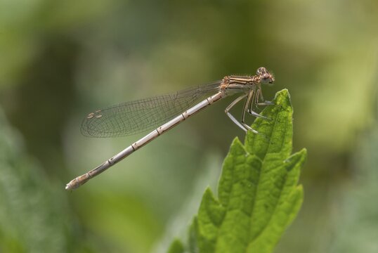 Leste Barbarus, Migrant Spreadwing, Shy Emerald Damselfly, Southern Emerald Damselfly, Bulgaria, Damselflies, Dragonflies, Insects, Dragonflies, Odonata, Zygoptera