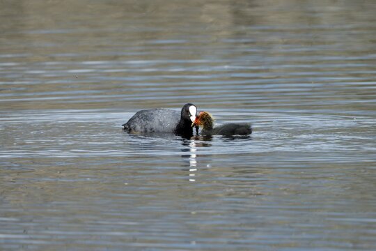 Eurasian Coot (Fulica atra), with chicks, Vulkaneifel, Rhineland-Palatinate, Germany