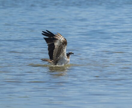 Osprey (Pandion haliaetus) emerges from water while hunting a fish, blue water, Lower Saxony, Germany