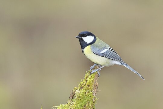 Great Tit (Parus major), sitting on a branch overgrown with moss and lichen, Wildlife, Animals, Birds, Tits, Wilnsdorf, North Rhine-Westphalia, Germany