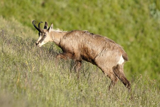 Chamois (Rupicapra rupicapra) in a meadow, wildlife, Vosges, France