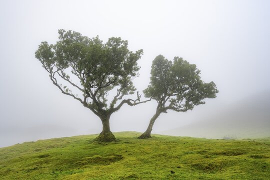 Stinkwood (Ocotea foetens) overgrown with moss and plants in the mist, Old laurel forest, Stink laurel, Laurisilva, UNESCO World Heritage Site, Fanal, Madeira, Portugal
