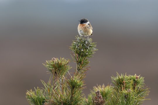 The stonechat (Saxicola rubicola) is a bird of open habitats and uses perches, among other things, as a base for hunting insects, as a singing place, breeding area, Denmark