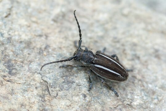 Neodorcadion bilineatum, bilineatum, longhorn beetle, Greece, insects, insects, beetles