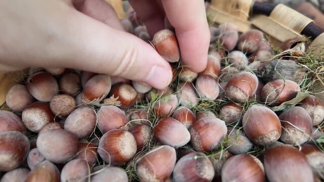 Hand picking hazelnuts from a rustic basket