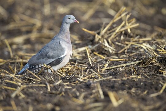 Young wood pigeon (Columba palumbus), Vechta, Lower Saxony, Germany