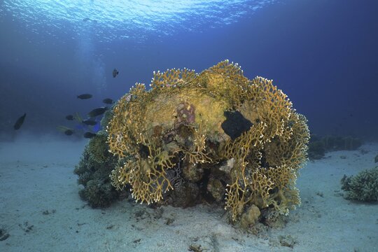 Net fire coral (Millepora dichotoma), net fire coral, dive site Shaab El Erg, Hurghada, Egypt, Red Sea
