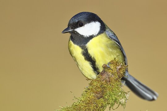 Great tit (Parus major), sitting on moss-covered dead wood, Wilnsdorf, North Rhine-Westphalia, Germany
