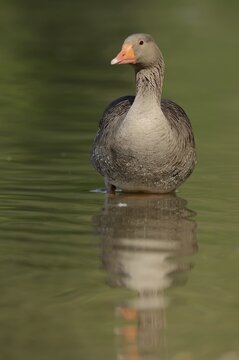 Greylag goose (Anser anser), North Rhine-Westphalia, Germany