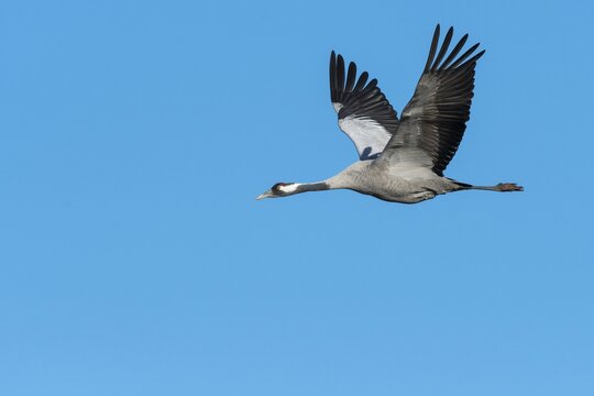 Common crane (grus grus) flying in front of blue sky, migratory bird, V&auml;sterg&ouml;tland, Sweden