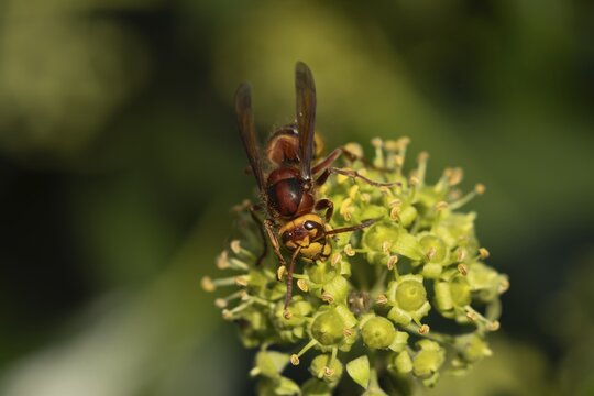European hornet (Vespa crabro) adult insect on a garden Ivy (Hedera helix) flower in summer, Suffolk, England, United Kingdom
