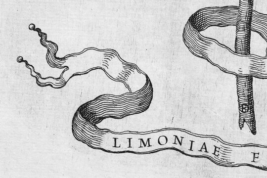 Banner with the inscription Limoniae, copperplate engraving from Giovanni Baptista Ferrari Hesperides, Sive, de Malorum Aureorum Cultura et Usu Libri Quatuor, Rome, 1646