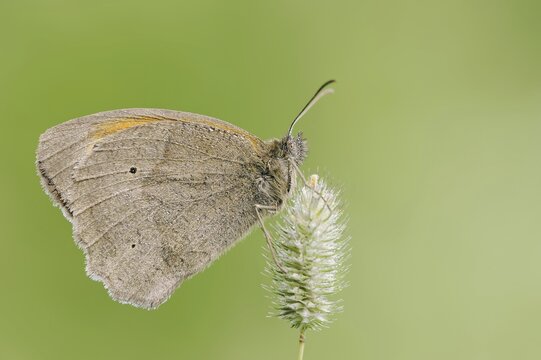 Meadow brown (Maniola jurtina), North Rhine-Westphalia, Germany