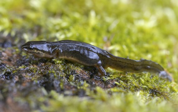 Lissotriton vulgaris, smooth newt, triturus vulgaris, amphibians, amphibians, country traditional costume, amphibians