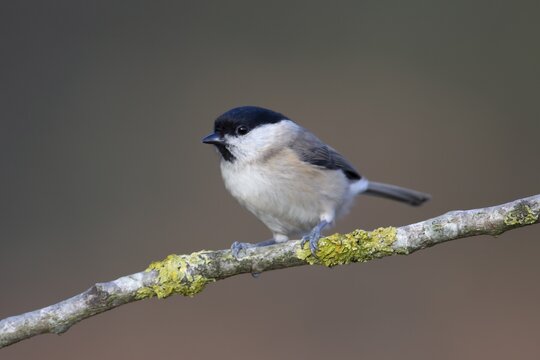 Marsh tit (Poecile palustris) adult bird on a tree branch, England, United Kingdom