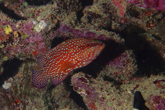 Detailed spotted fish, jewel grouper (Cephalopholis oligosticta), hides between colourful reef structures. Dive site Mangrove Bay, El Quesir, Egypt, Red Sea