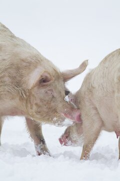 Domestic pig (Sus scrofa domesticus) two adult farm animals greeting each other on a snow covered field in winter, England, United Kingdom