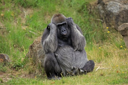 Western gorilla (Gorilla gorilla), adult, female, captive
