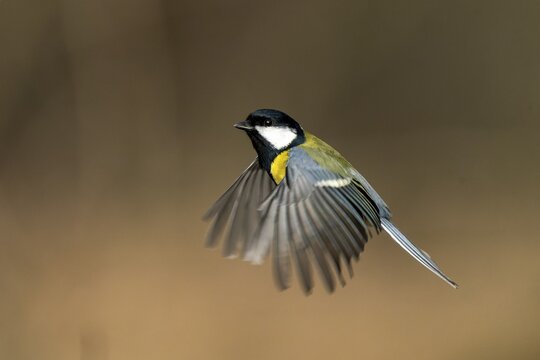 Great tit (Parus major) in flight, wildlife, Germany