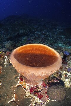Barrel sponge, barrel sponge (Xestospongia testudinaria) in a detailed underwater landscape, dive site SD, Nusa Ceningan, Nusa Penida, Bali, Indonesia