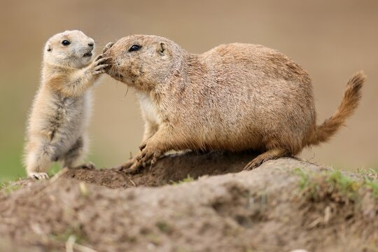 Black-tailed Prairie Dog (Cynomys ludovicianus) young with adult at burrow, Germany