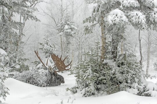 Moose. Alces alces. Bull moose resting under a snowfall in a snow-covered forest in late fall. Gaspesie conservation park. Province of Quebec. Canada