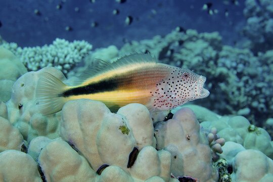 Black-sided hawkfish (Paracirrhites forsteri) with open mouth. Dive site House Reef, Mangrove Bay, El Quesir, Red Sea, Egypt