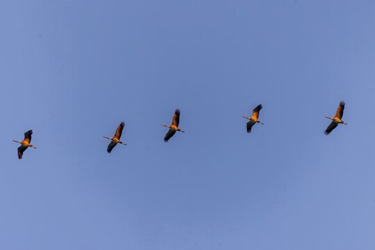 Five cranes flying in a straight line, crane (Grus grus) wildlife, Vorpommersche Boddenlandschaft National Park, Zingst, Mecklenburg-Vorpommern, Germany