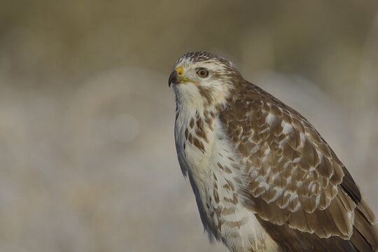 Steppe buzzard (Buteo buteo) bright variant, bright morph, animal portrait, wildlife, North Rhine-Westphalia, Germany