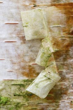 Birch bark (Betula), Oldenburg M&uuml;nsterland, Vechta, Lower Saxony, Germany