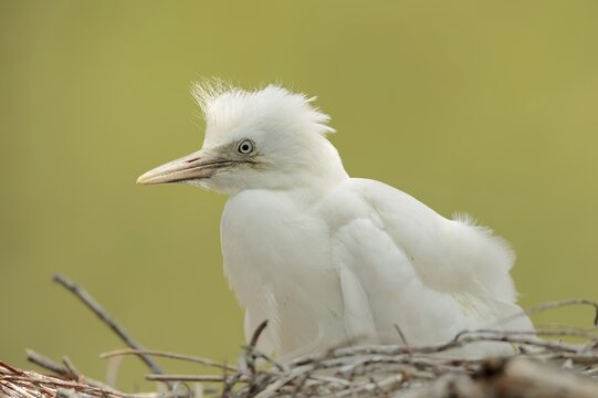 Cattle egret (Bubulcus ibis), young bird in nest, Camargue, France