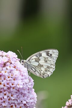 Checkerboard Moth (Melanargia galathea), on a buddleia (Buddleja davidii) flower, butterfly bush, in a natural outdoor setting, close-up, wildlife, insects, butterflies, diurnal butterflies, Wilnsdorf, North Rhine-Westphalia, Germany