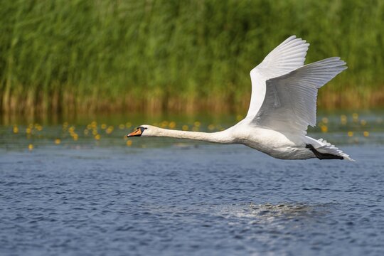 Flying Mute Swan (Cygnus olor), Lake D&uuml;mmer, water bird, Lembruch, Lower Saxony, Germany
