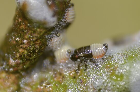 Aphrophora salicina, brown willow spittlebug, witch spit, cuckoo saliva, cuckoo spit, foam cicada, willow foaming cicada, insects, larva, larva, foam nest, cicadas