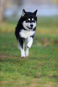 Alaskan Malamute (Canis lupus familiaris), adult, male, running, sled dog, Rhineland-Palatinate, Germany