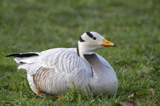 Bar-headed goose (Anser indicus), sitting in the grass, Eggen-Hof, Vomp, Tyrol, Austria