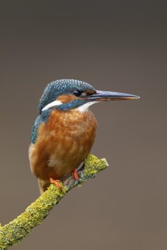 Common kingfisher (Alcedo atthis) adult female bird perched on a tree branch, Norfolk, England, United Kingdom