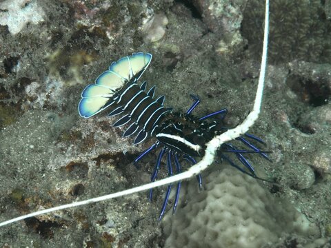 Painted rock crayfish (Panulirus versicolor) with a blue-black carapace on the seabed, long antennae, surrounded by coral, Gondol East dive site, Gondol, Bali, Indonesia