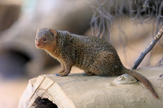 Dwarf mongoose (Helogale parvula), adult, on burrow, alert, captive