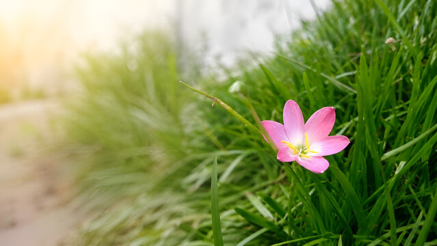 Pink rain lily zephyranthes flower blooming in lush green grass with warm morning sunlight and natural blurred background copy space