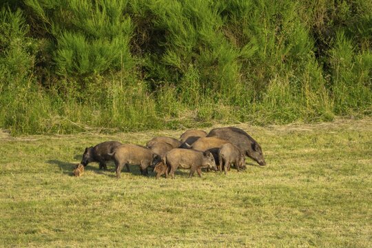 Wild boar (Sus scrofa), herd, Vulkaneifel, Rhineland-Palatinate, Germany