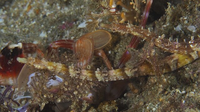 The winged pipefish (Halicampus macrorhynchus) weaves its way, camouflaged, through the diverse, coral-covered sediment, dive site: Sodwana Bay National Park, Maputaland Marine Reserve, KwaZulu-Natal, South Africa