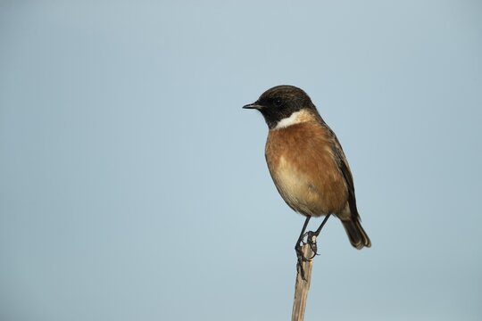 European stonechat (Saxicola rubicola) adult male bird on a plant stem, England, United Kingdom